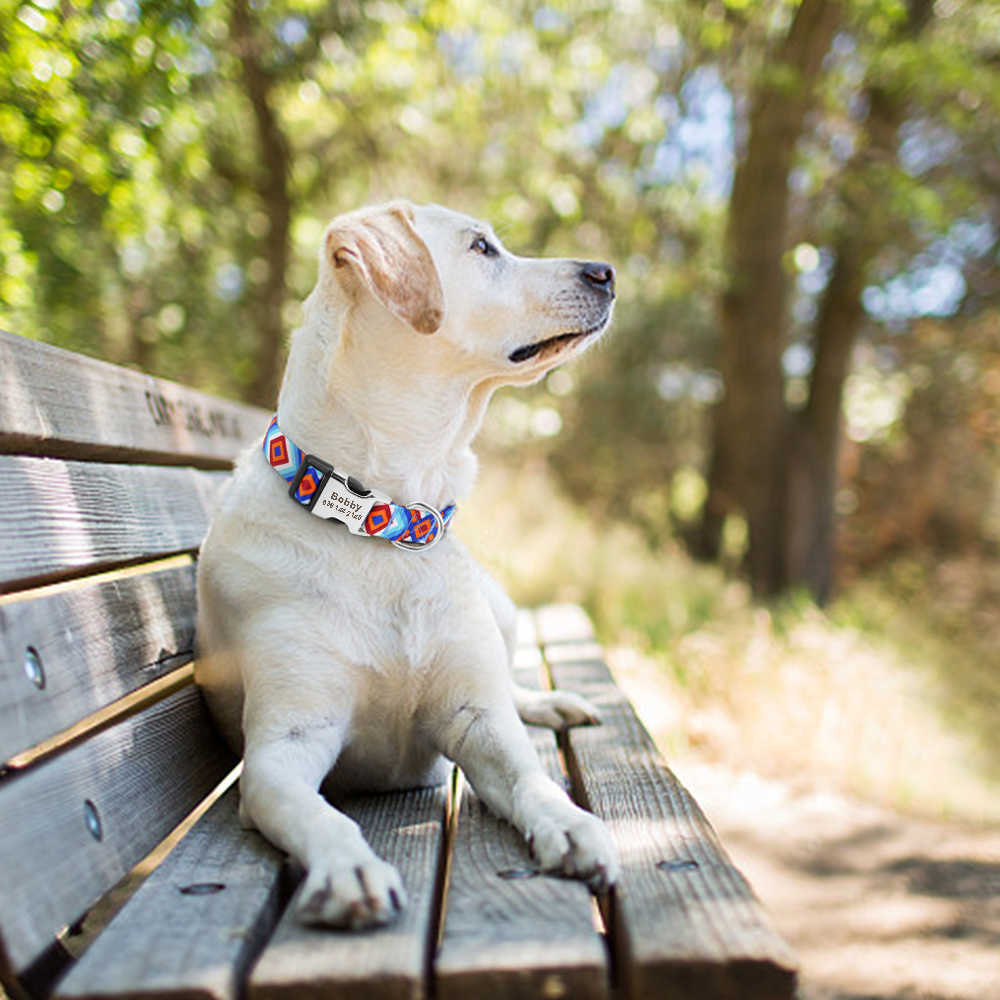 Collare cani personalizzato Collare cani personalizzato in nylon con targhetta con targhetta Incisione gratuita cani di taglia piccola e media Pitbull L230620