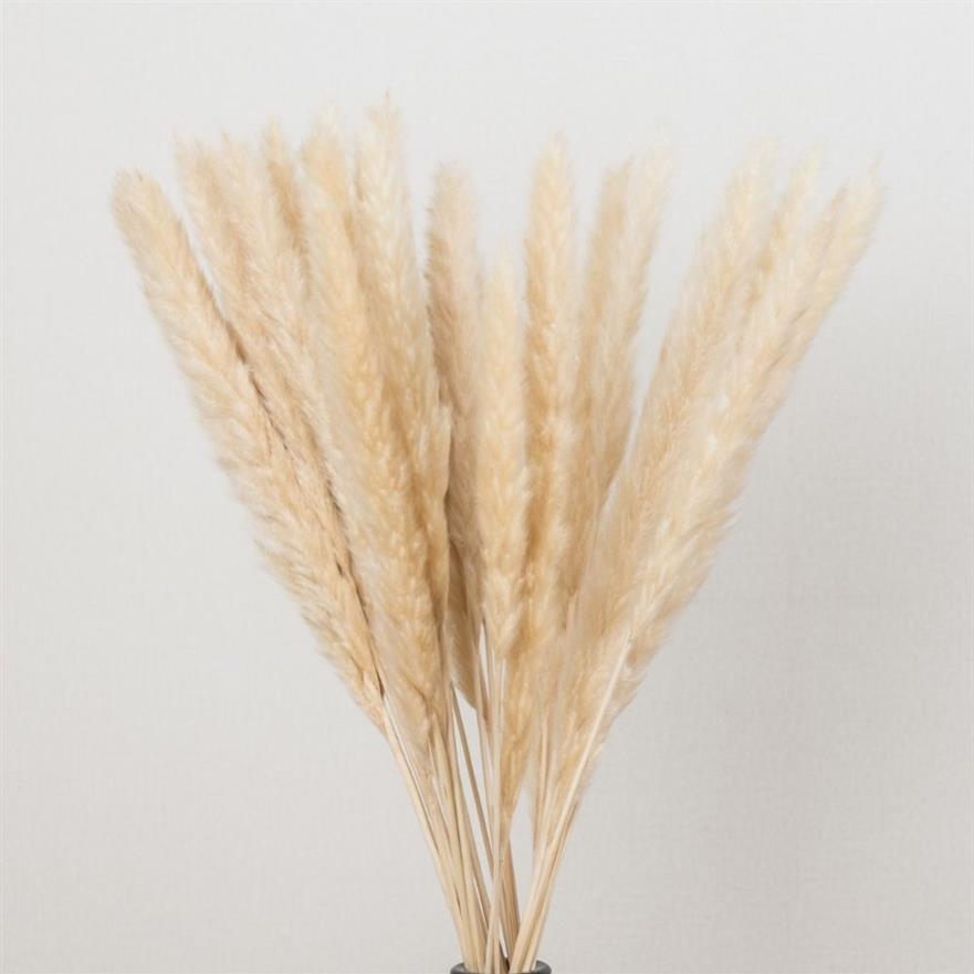 Hierba de Pampa seca Natural, Phragmites Communis, planta de caña, ramo de flores de boda de 24 pulgadas de alto para decoración del hogar, 224t