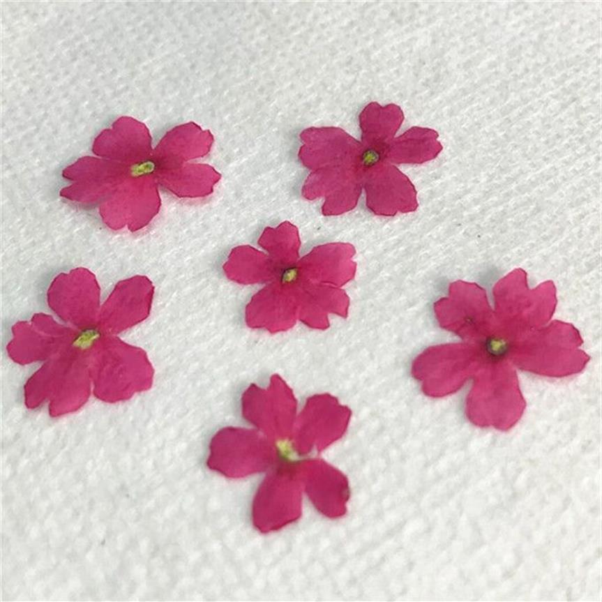 Original Color Verbena 2020 Handmade floral pressed flower for specimen whole shipment Y1128199j