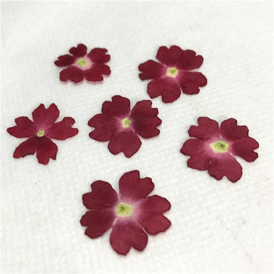 Original Color Verbena 2020 Handmade floral pressed flower for specimen whole shipment Y1128199j