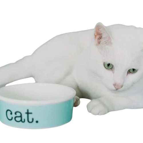 Luxury Blue Bone China Cat Bowls Designer Ceramic Pets dostarcza kota pies miska catdogSuper1st4218565