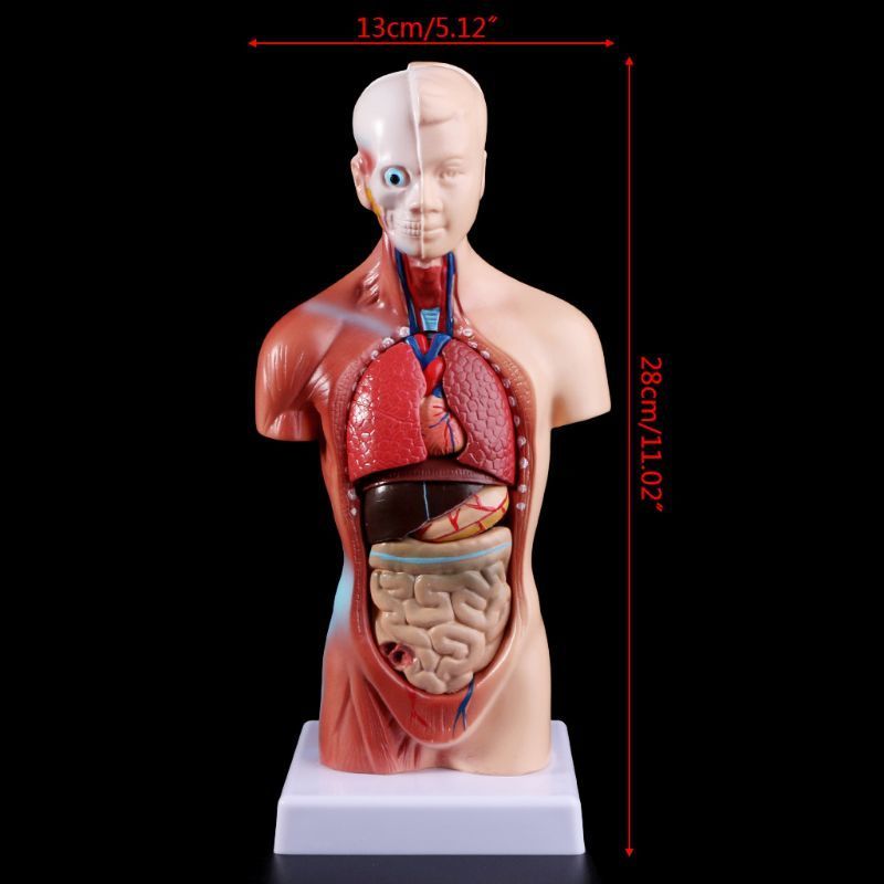 Altro materiale scolastico ufficio Torso umano Modello di corpo Anatomia Organi interni anatomici l'insegnamento 230703