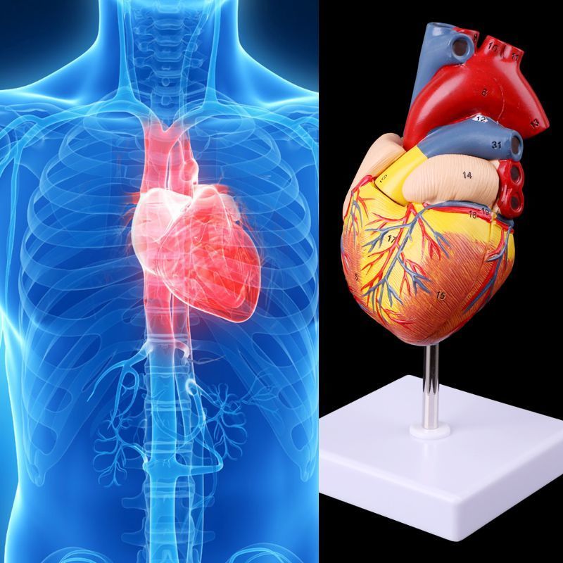 Altro materiale scolastico ufficio modello di oggetti di scena Spedizione gratuita Smontato anatomico modello di cuore umano Anatomia strumento didattico 230703