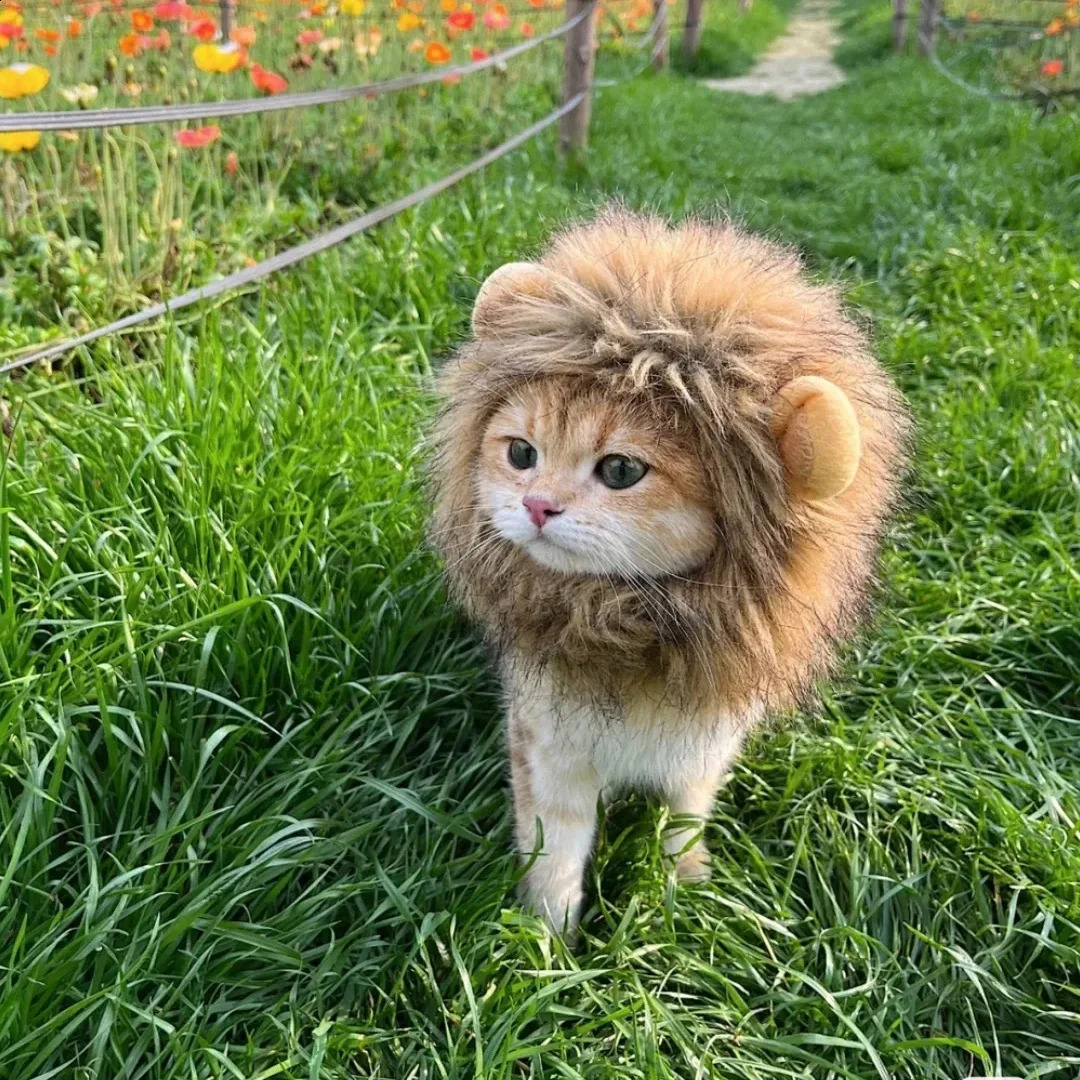 犬用アパレルライオンマネ猫の衣装ペット洗える快適なファンシーライオンヘアキャットドレスハロウィーンクリスマスイースト231109