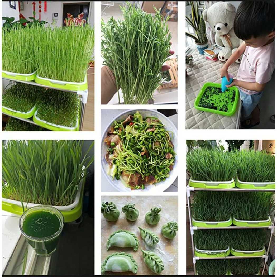 New Microgreens Sprouting Tray Hydroponic / Sprouting Tray For Sprout Horticultural Hydroponic Systems Tray Nursery Potted