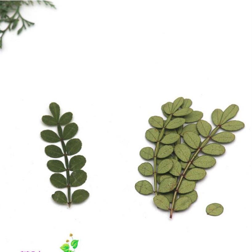 60 stks geperst gedroogde zanthoxylum piperitum bladeren blad bloem plant herbarium voor sieraden ansichtkaart uitnodigingskaart telefoonhoesje DIY Y235F