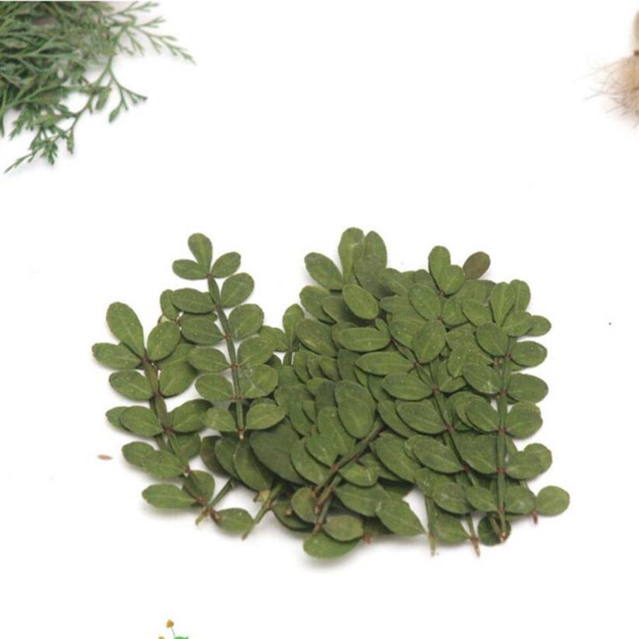 60 stks geperst gedroogde zanthoxylum piperitum bladeren blad bloem plant herbarium voor sieraden ansichtkaart uitnodigingskaart telefoonhoesje DIY Y235F