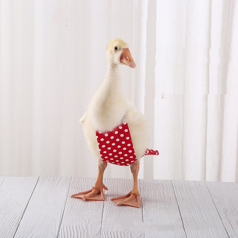 Other Bird Supplies Duck clothes pet Cole duck diaper chicken paper diaper goose duck diaper pants supplies