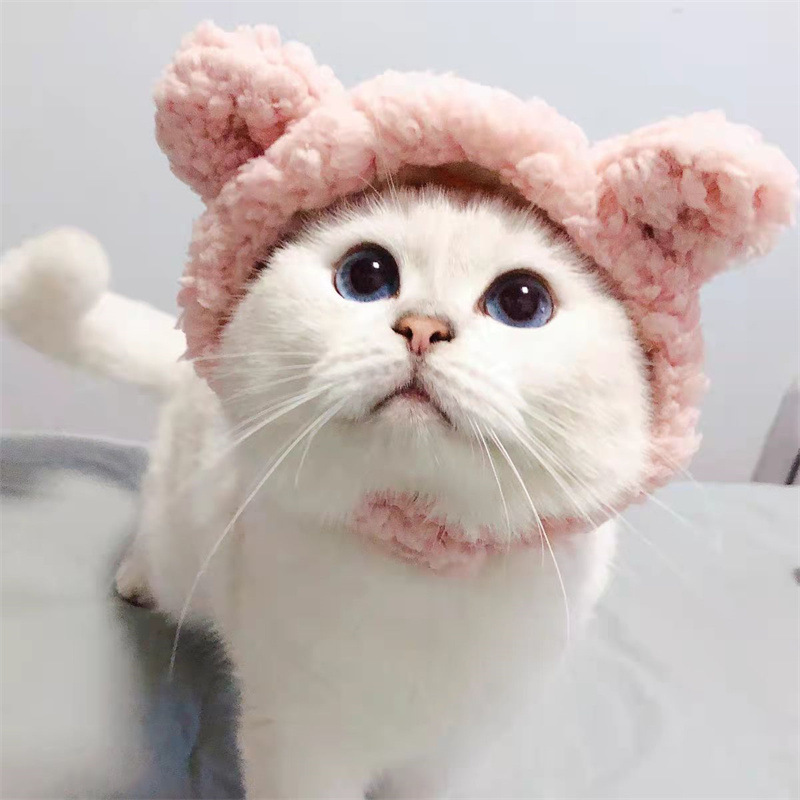 Toptan köpekler kediler şapka dekorasyon aksesuarları sevimli ayı şapka evcil hayvan malzemeleri