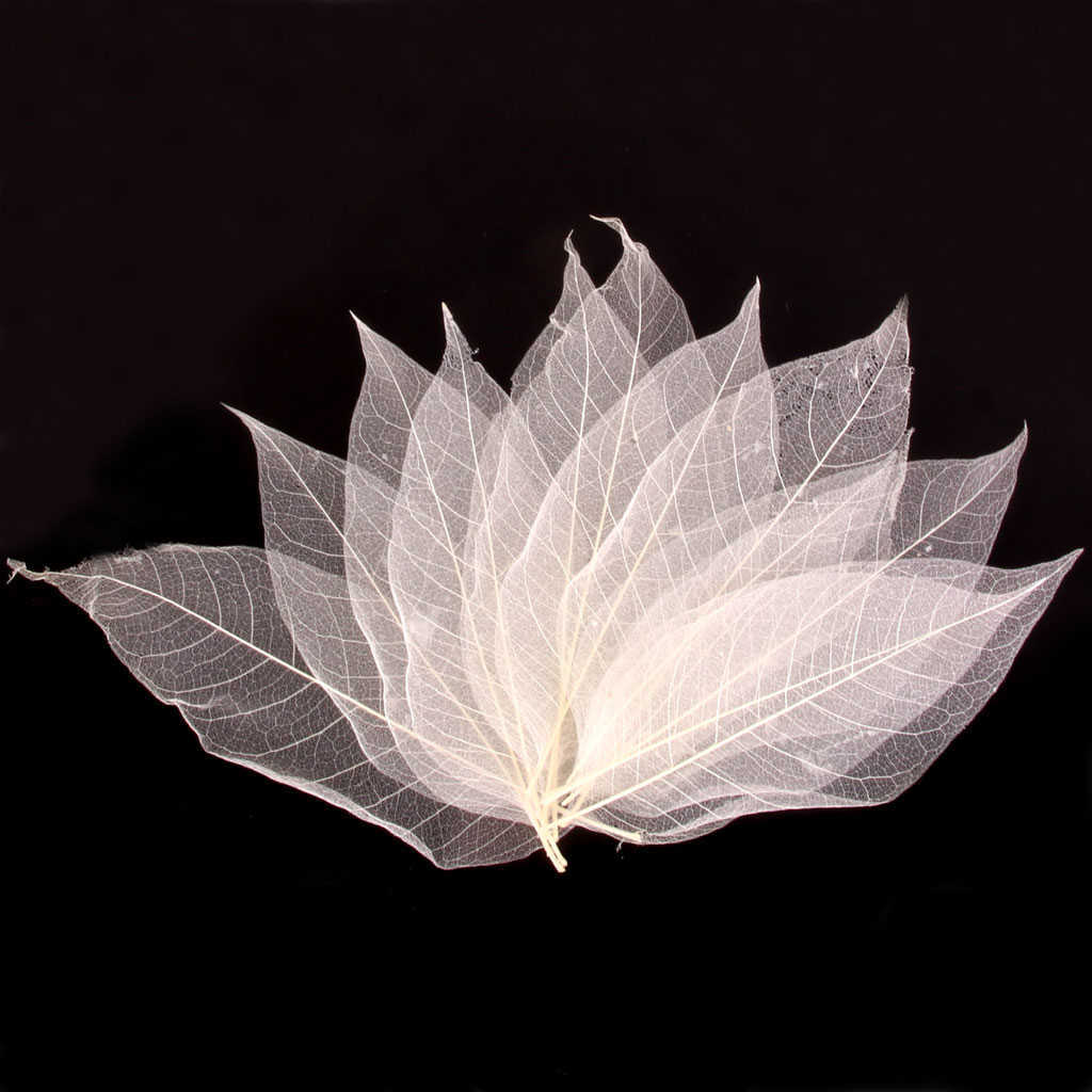 Dekoracyjne kwiaty wieńce fenowe /działek naturalny szkielet szkieletowy liście liści kartek