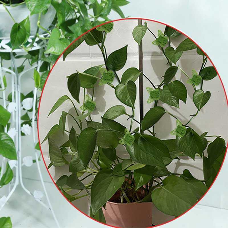 Novos 20 pçs/conjunto de clipes de escalada para plantas, mini suporte de vime invisível, fivela fixa para jardim, vegetais, videira, acessórios para plantas verticais