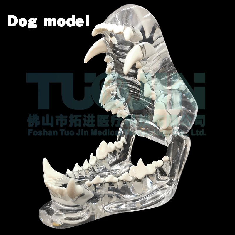 Другое гигиеновая смола полости рта прозрачная собачья кошачья зубы модель зубы животных зубы