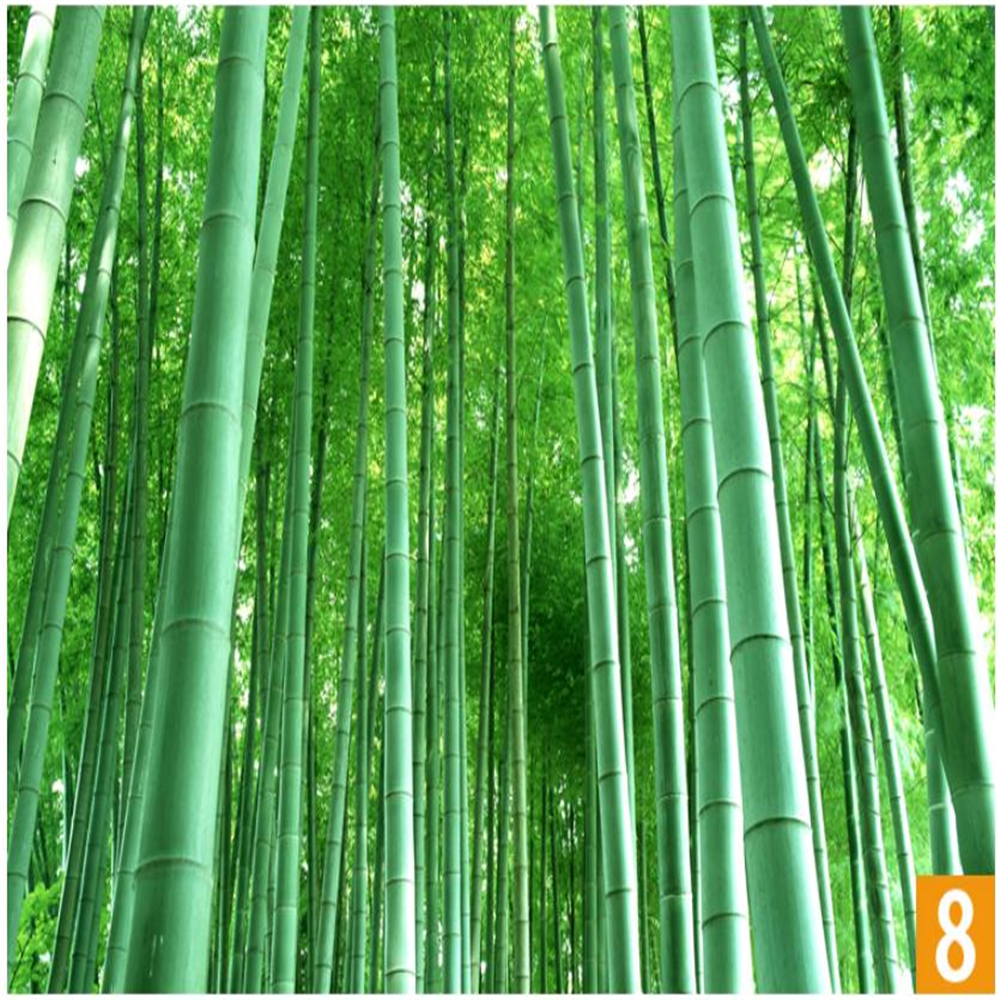 Зеленый бамбук обои ландшафтная картина наклейка обои для лесной гостиной 3-й трехмерной стены.