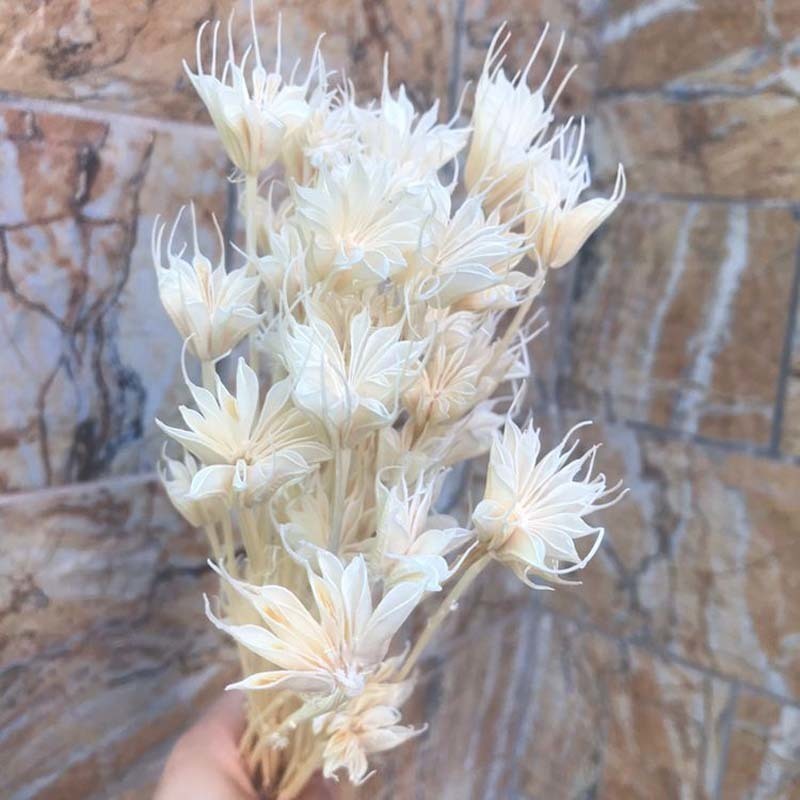 Vegetazione floreale finta Circa 35 capolini Fiori naturali secchi Ramo Bouquet di fiori secchi Eternelle di anice stellato fai da te la decorazione domestica Composizione floreale 220906