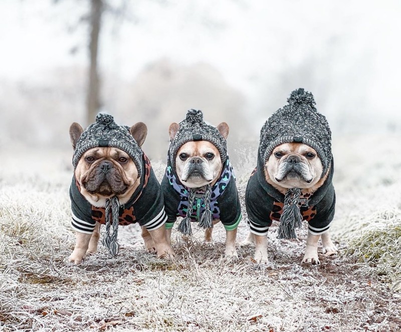 Hundkläder höst och vinter pälsboll varma vindtäta puffbollar stickad hundhatt