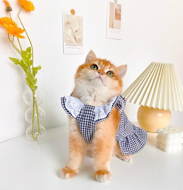 Trajes de gato vestu￡rio para c￣es roupas de estima￧￣o para c￣es pequenos gatos primavera ver￣o fino respir￡vel colar colarinho de sacola de gato de c￣o 220908