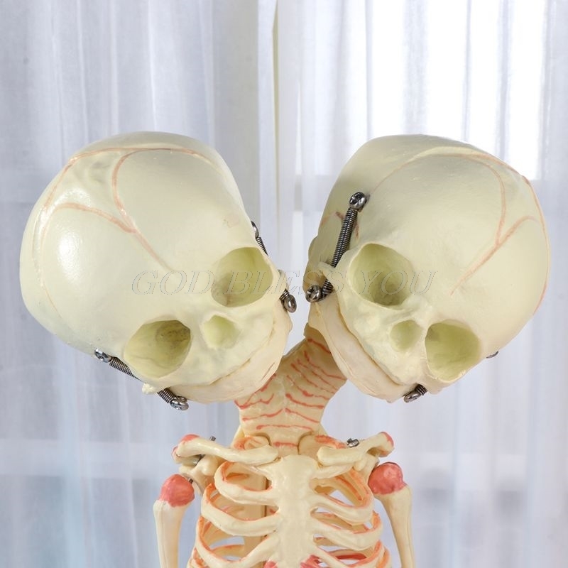 Halloween Toys 37cm Human Double Head Baby Skull Skeleton Anatomy Brain Display Study Teaching Anatomical Model Halloween Bar Orna6864132