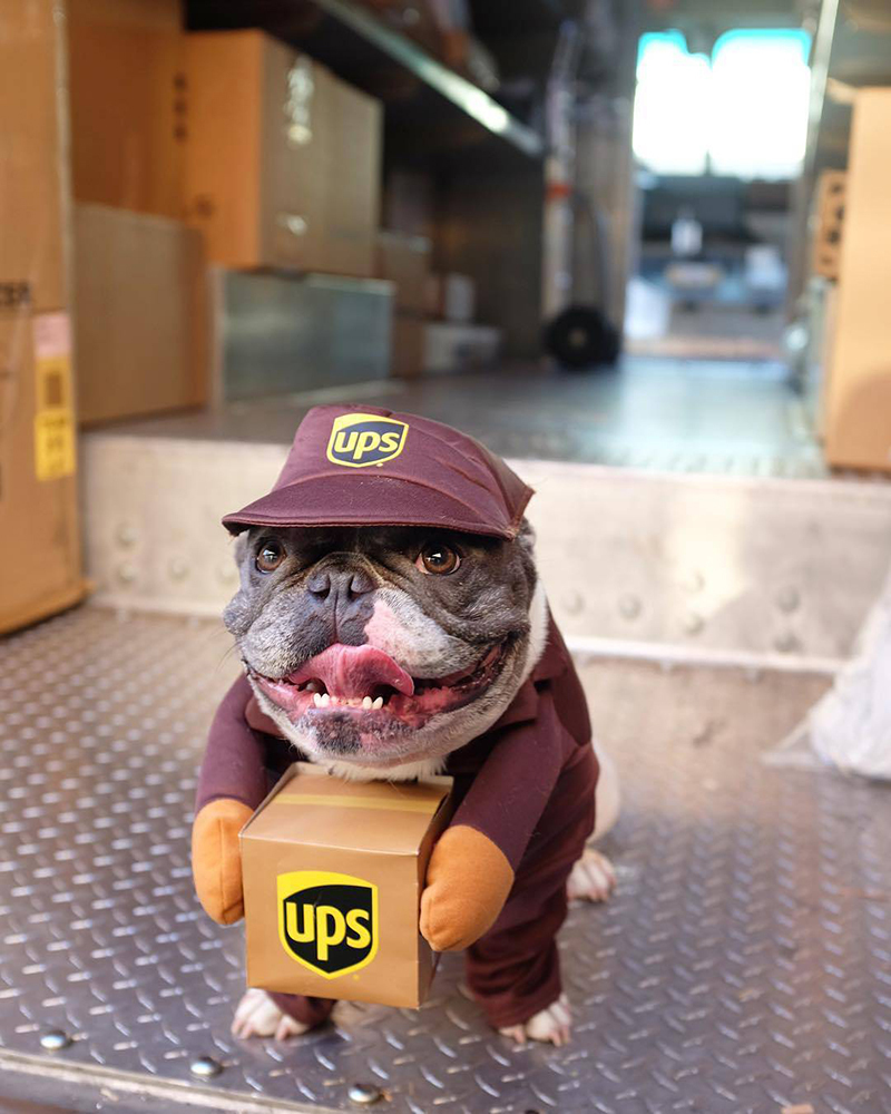 Costumi gatti Collezioni di costumi UPS Pal Abbigliamento cani di grossa taglia Disfraz De Perro De Cane Vestiti di Halloween Festa Natale Anno Vestiti cani Gatti 220908