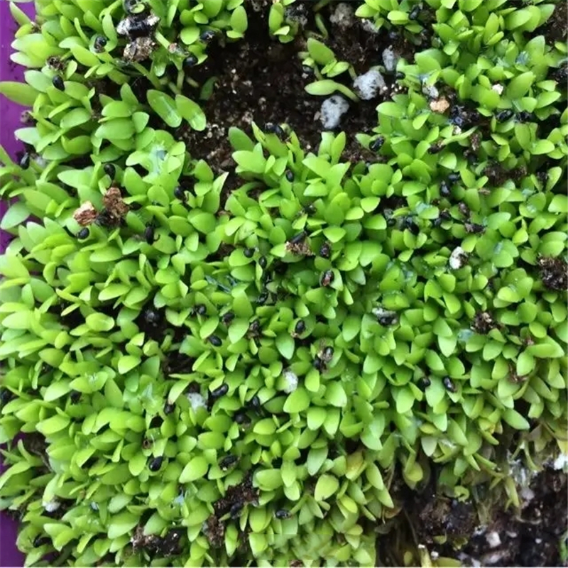 Pitaya Seeds 100 Stück Supersüße Drachenfrucht Natur Non-GMO Frische Bio-Früchte Samen Garten Balkon Bonsai Pflanzen Dropshiping