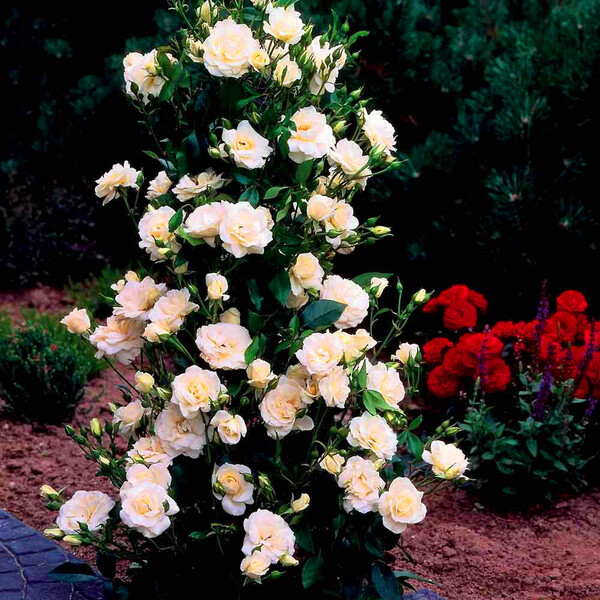200 pezzi/borsa rari colori misti semi di rosa semi giardino arcobaleno piante fiorite bonsai pianta balcone giardino giardino utensili