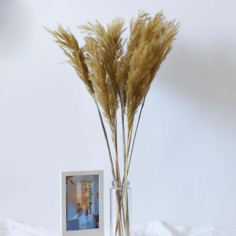 White Color Wedding Use Flower Bunch Real Dried Pampas Grass Bouquet Natural Plants Home Decor