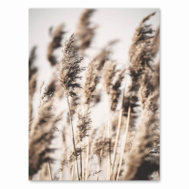 Canvas schilderen Scandinavisch natuurlandschap boho bloem pampas gras brug strand zonsondergang muur kunst poster Noordse print muhammad morokko moderne foto thuisdecoratie