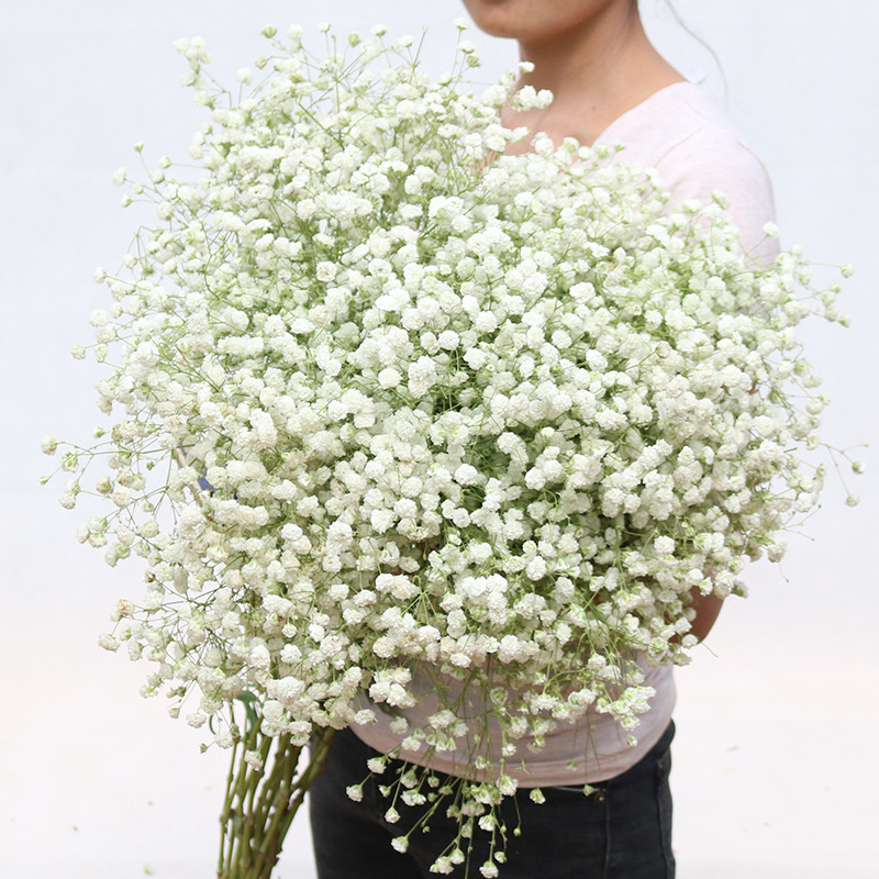 Faux Floral Greenery 80glot White Gypsophila Dried Flower Bouquet Flowers Real Flower Home Furnishing Living Room Decoration 221010