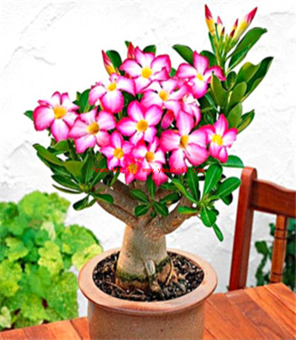 2 pezzi autentici rosa adenium semi di obesum piante bonsai piante aria purificazione aria strumenti giardini domestici fai -da -te