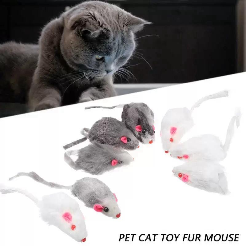 How to Choose the Best Cat Breed for Hunting Mice Effectively - Main Image