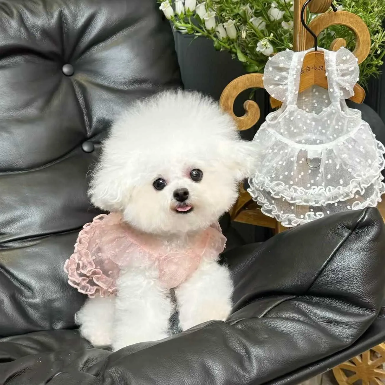 lace dog dress Blush Dog Dress