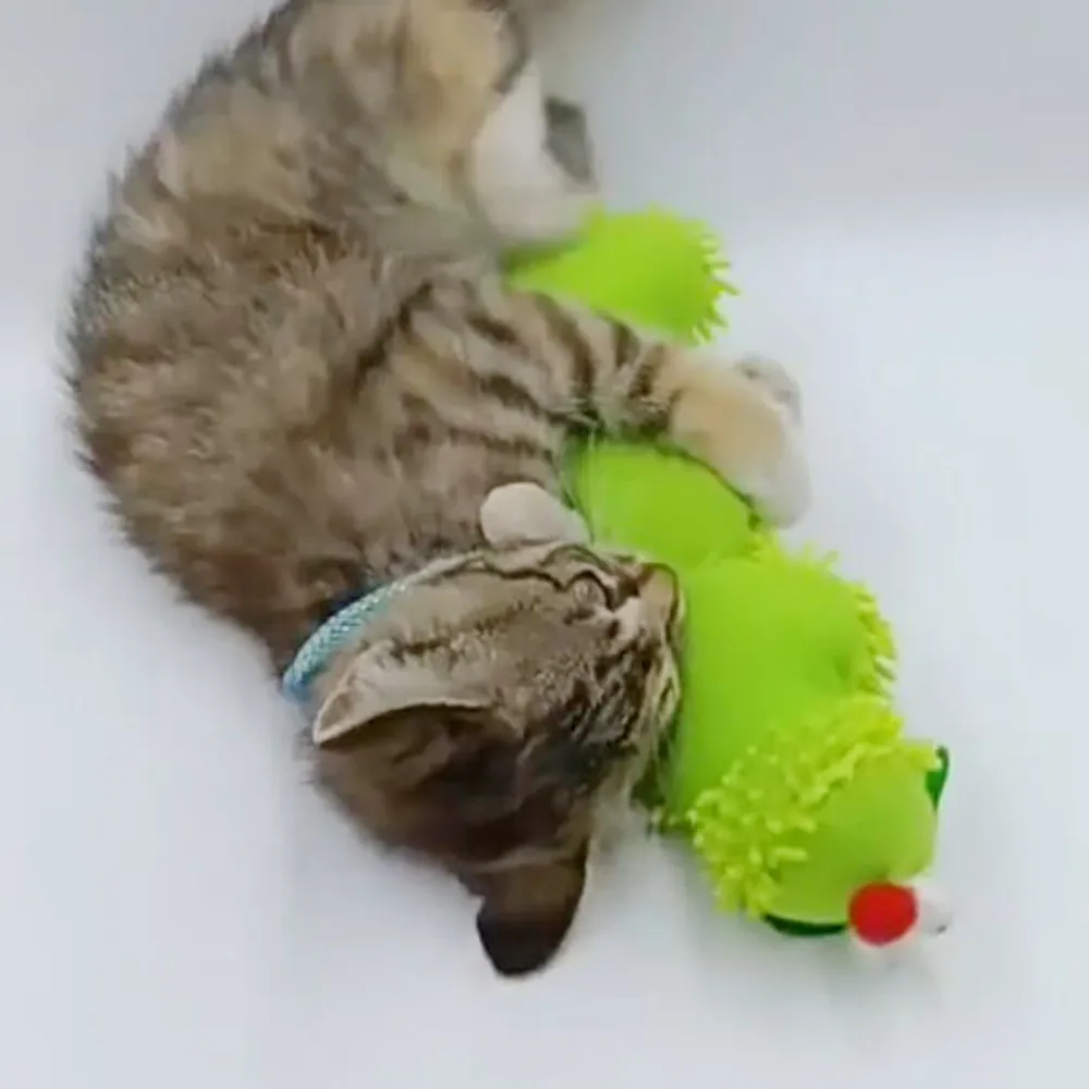 Green Caterpillar Shape Plush Cloth Cat Toy for Kitten Interactive Play from Dhgate Cat Plush & Mice Toys - price 18.28 Green Caterpillar Shape Plush Cloth Cat Toy for Kitten Interactive Play from Dhgate Cat Plush & Mice Toys - price 18.28