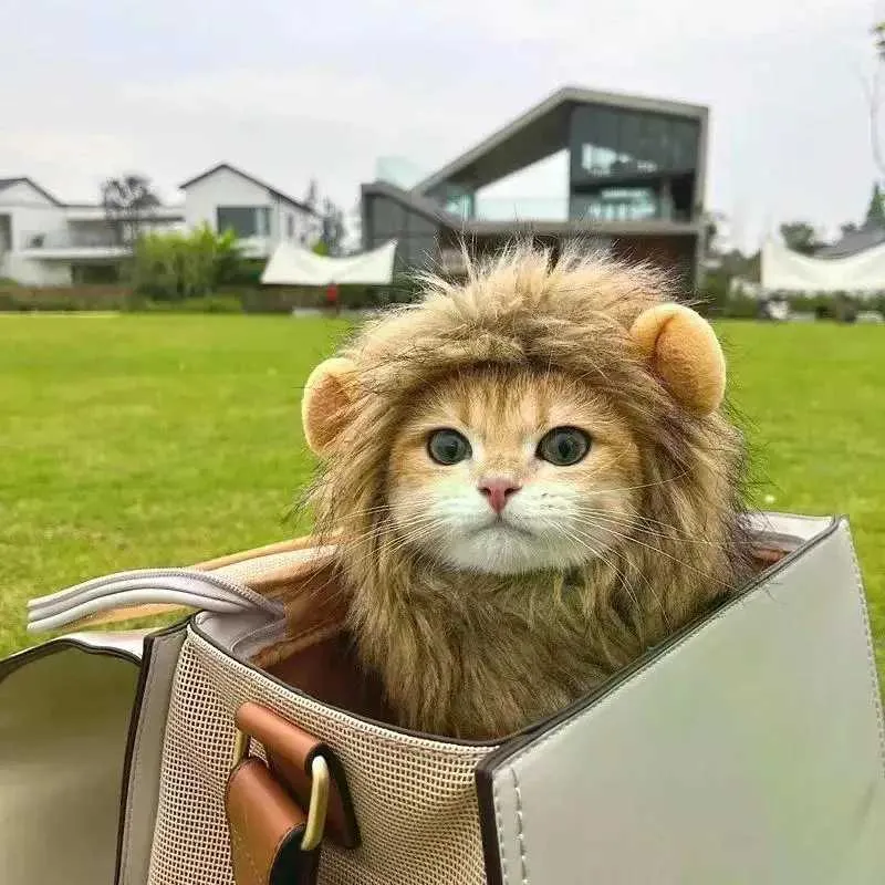 cute cat dressed as lion Adorable Lion Mane Cat Costume - Soft Plush, Perfect for British Shorthair Cats | Ideal Photo Accessory