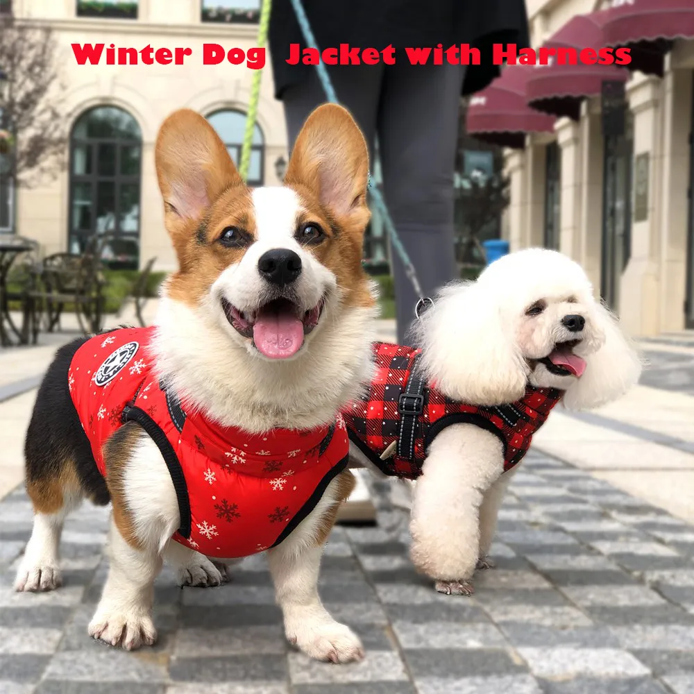 Corgi winter coat online