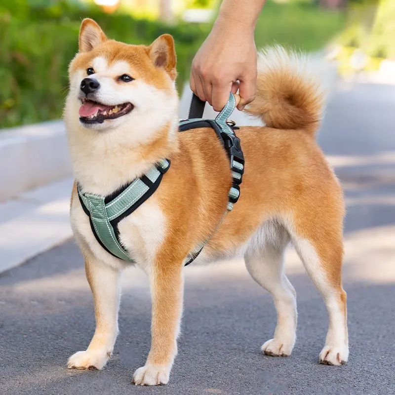 Best Harness Best Leash For Small Dogs That Pull Best Leash For