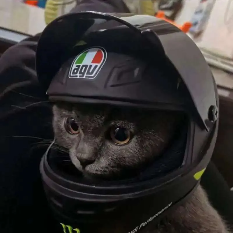 cat wearing motorcycle helmet Cat Motorcycle Helmet Cotton Pet Safety Hat for Male Cats and Small Dogs  Extra Large Gray from Dhgate Others Cat Clothing & Accessories