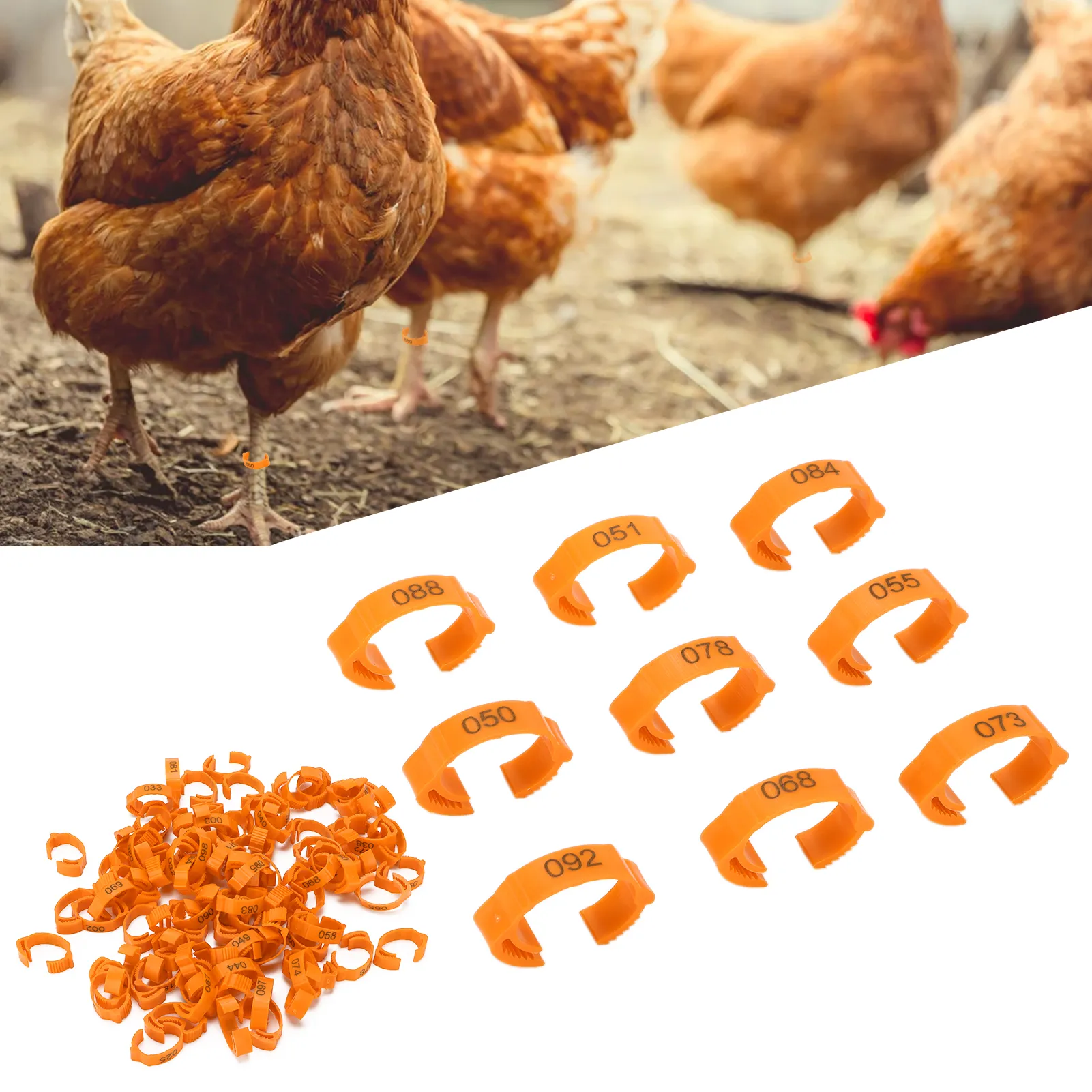 5-Color Adjustable Chicken Leg Rings Numbered Identification Poultry ...