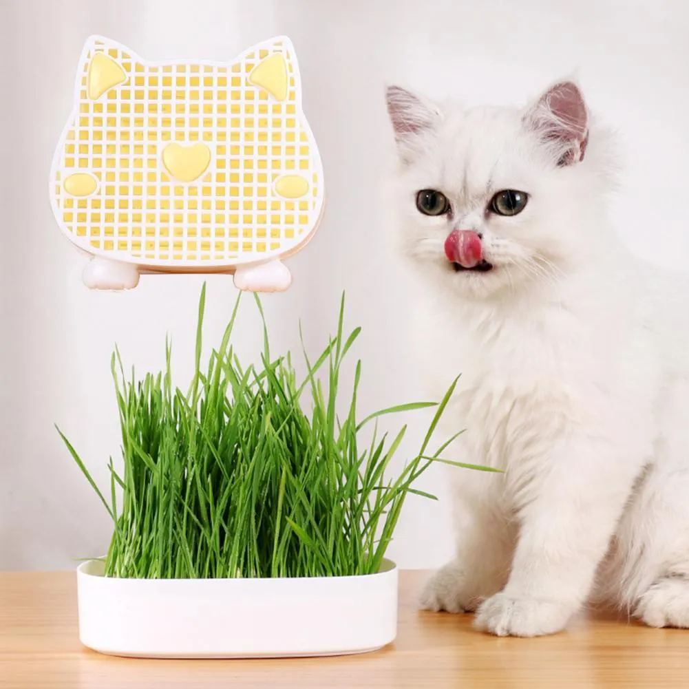 Cat Grass Planter Plastic Detachable Hydroponic Pot with Fine Filter Hole  Cat Head Shape for Pets from Dhgate Others Cat Toys - price 33.98