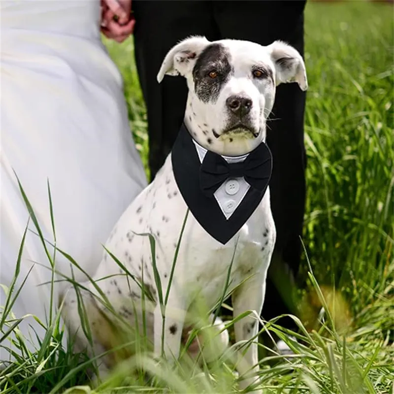 Tuxedo dog collar sale