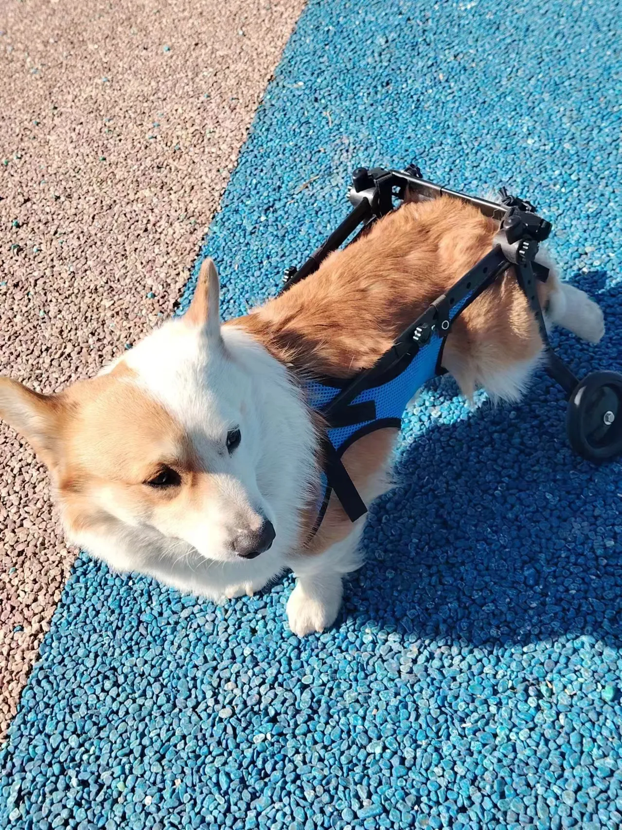 EMUST Dog Wheelchair For Back Legs Dashshund, Wheelchairs
