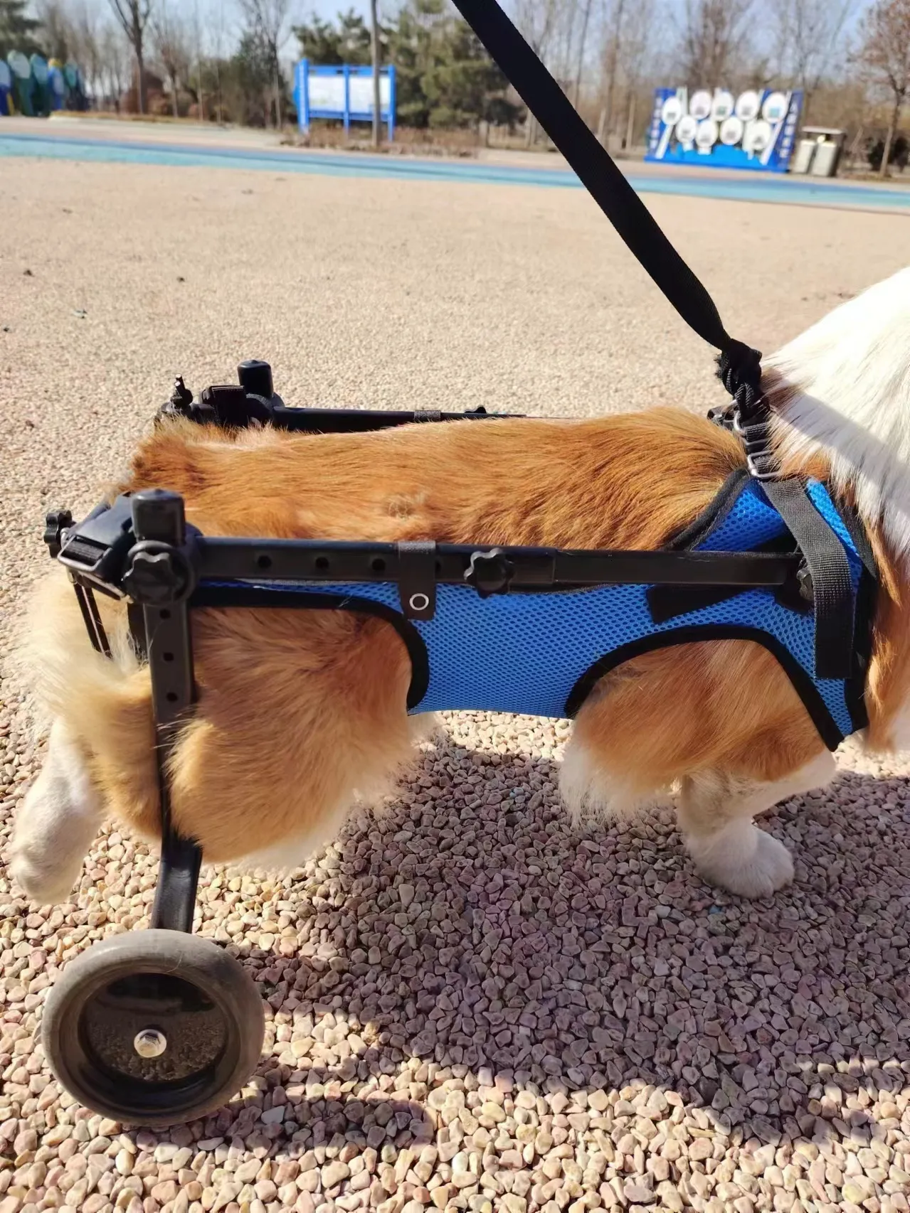 EMUST Dog Wheelchair For Back Legs Dashshund, Wheelchairs