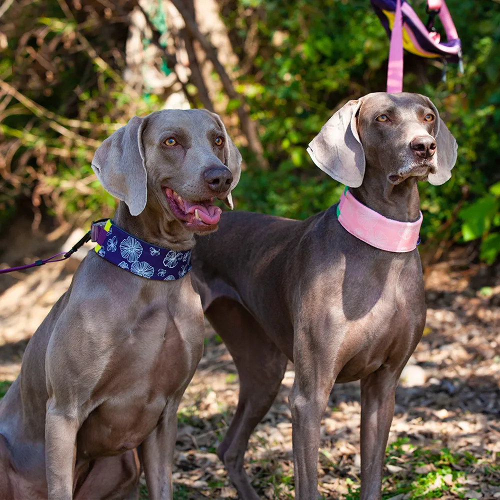 Breathable Nylon Dog Collar with Traction Rope and Horse De Mu Design