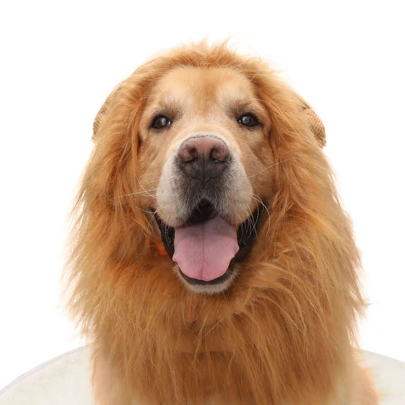 golden retriever dressed as a lion Lion Dog Costume
