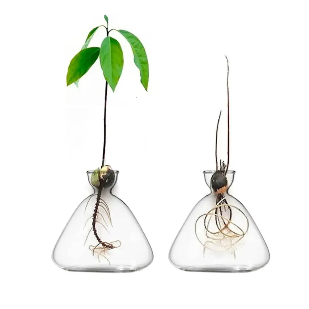 透明なガラス花瓶アボカドシードスターター花瓶の種子成長キットアボカド花瓶園芸愛好家のための贈り物を育てるホーム装飾240105