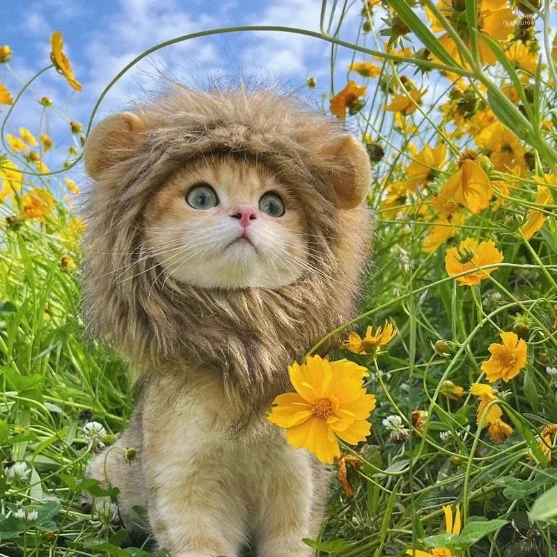 Costumes de chat mignon perruque Lion crinière Costume Cosplay drôle animaux vêtements casquette chaton chapeau avec oreilles fantaisie fête fournitures chien Halloween