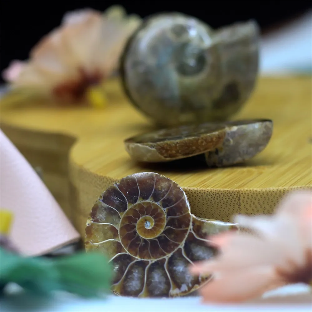 Natural Spotted Coloured Snail Fossils Double Sided Half Cut Sea Snail Paleontological Fossil Mineral Specimens DIY Jewelry Accessories Equipped with