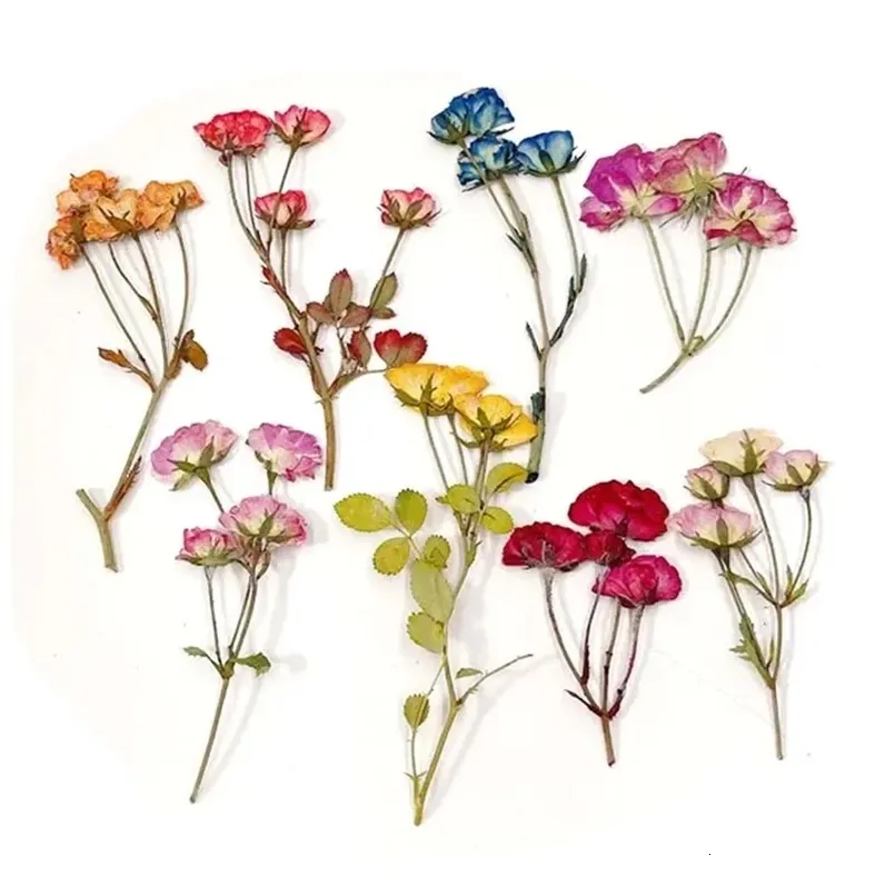 4~6CM/12PCS Echte kleine getrocknete RosenpasteGepresste RosenblütenzweigeTropfkleber Nagelkunst BlumenpresseDIY Kunsthandwerk Harzschmuck 240117