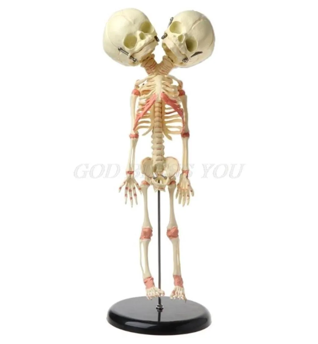 Halloween Toys 37cm Human Double Head Baby Skull Skeleton Anatomy Brain Display Study Undervisning Anatomisk modell Halloween Bar Orna6864132