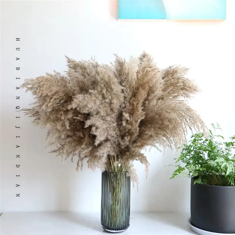 Stems Natural Dried Pampas Grass Flower Tall Large Fluffy for Home Office Wedding Events Decoration Raw Color Plume Flower Bunch Small Real Reed Plant Ornaments