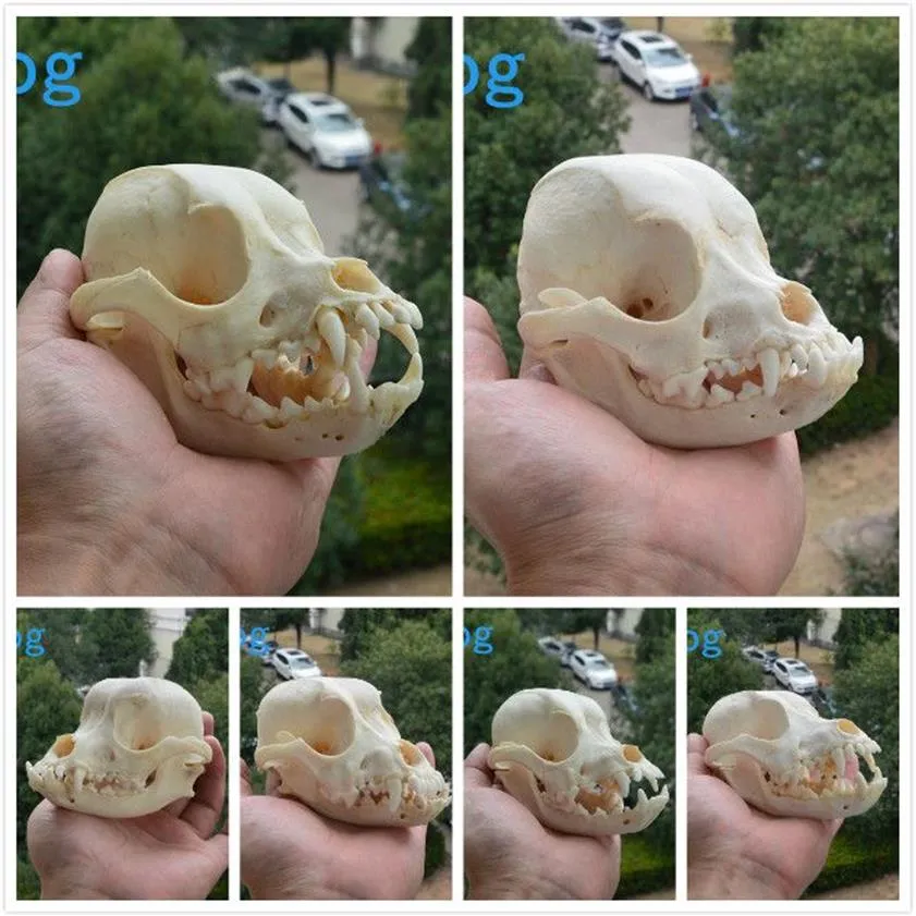 Grand et grand spécimen unique de crâne de chien naturel, 11-14 CM, 4, 3-5, 5 pouces, 1 pièce, envoyé au hasard 319T
