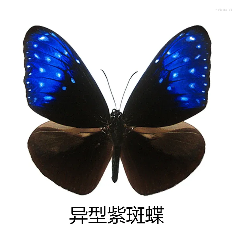 Decorative Figurines Natural Real Butterfly Specimen Teaching Aid DIY Winged Transparent Bag Optional Variety